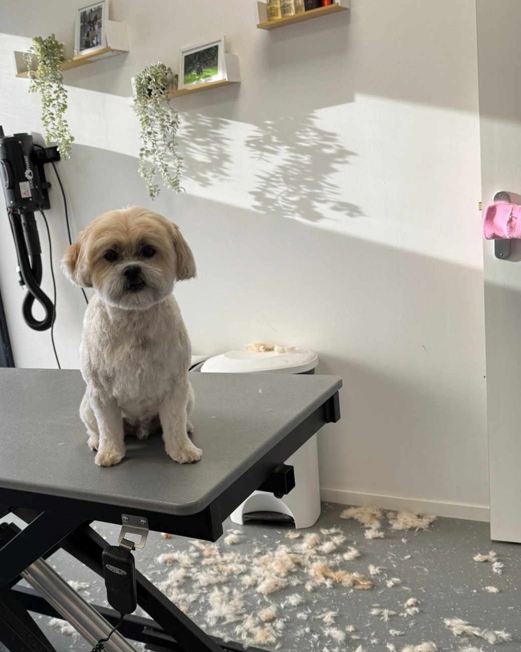 Kleine getrimde hond op de trimtafel in de salon
