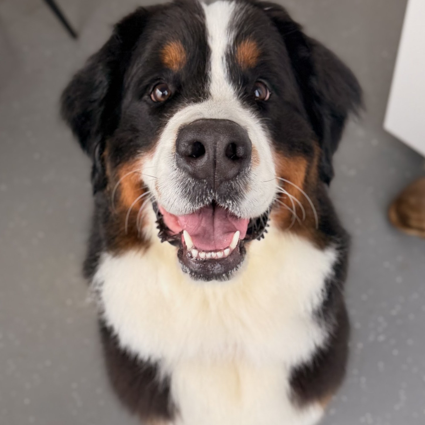 Berner sennenhond van bovenaf, kijkend naar de camera
