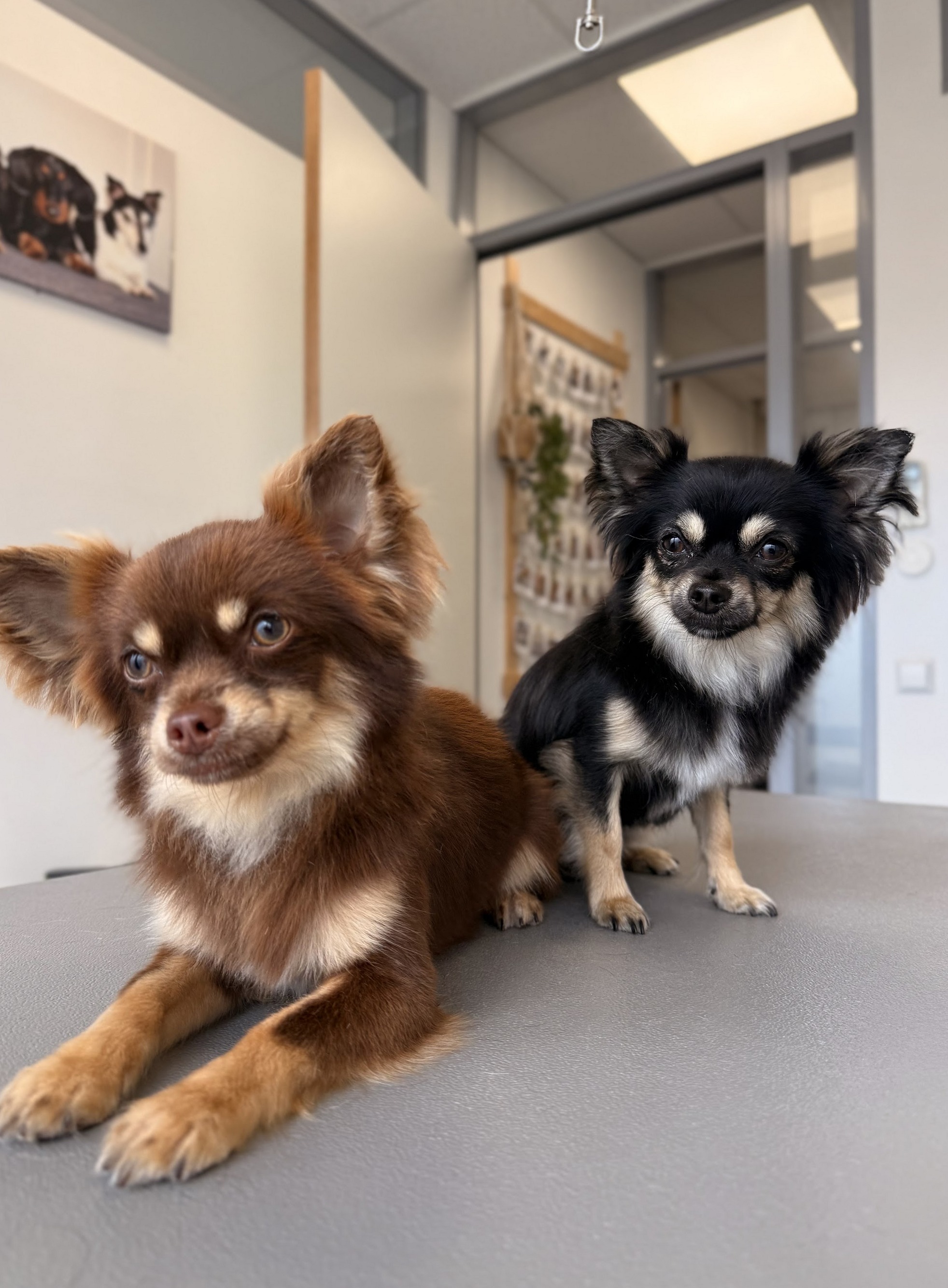 Twee langharige chihuahua’s op de trimtafel